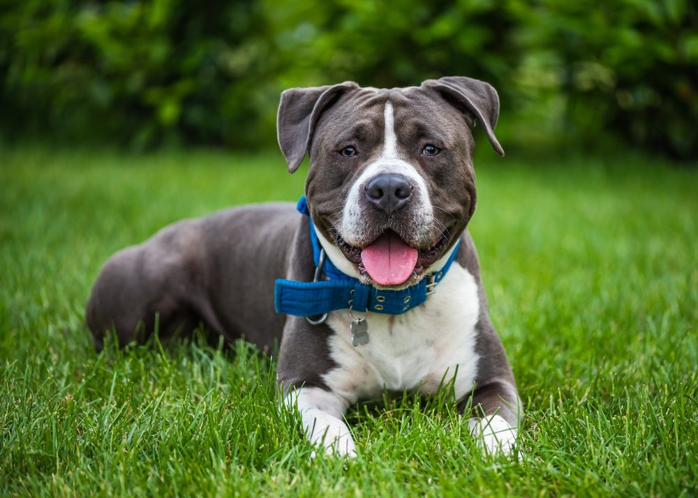 cachorro american staffordshire terrier na grama