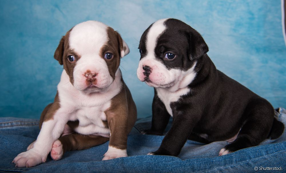 dois american bully pocket juntos