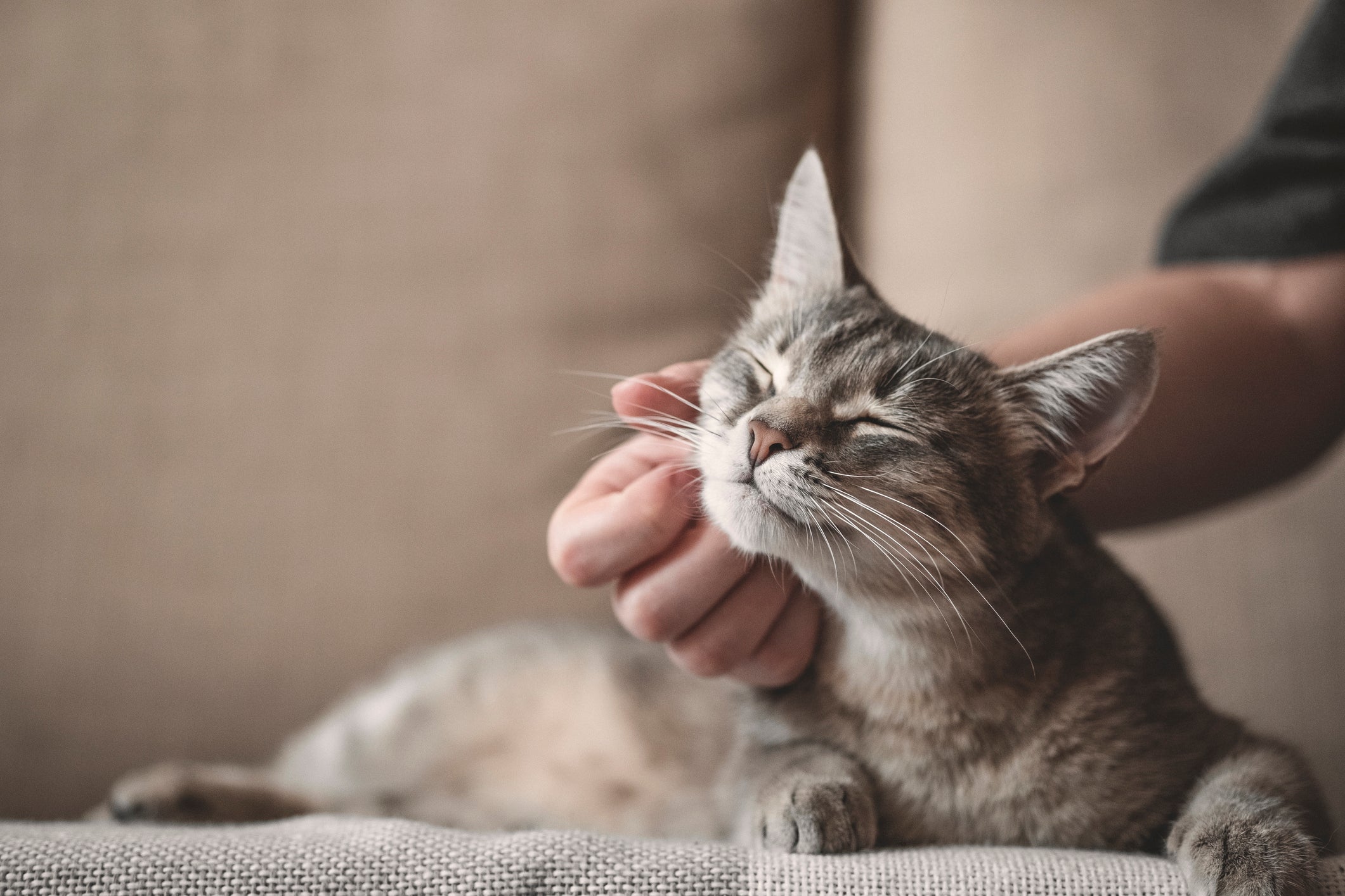 gatinho recebendo carinho do tutor