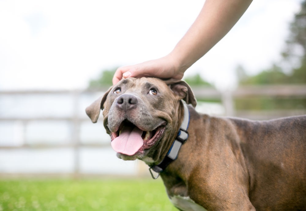 cachorro olhando para o dono feliz com a língua de fora