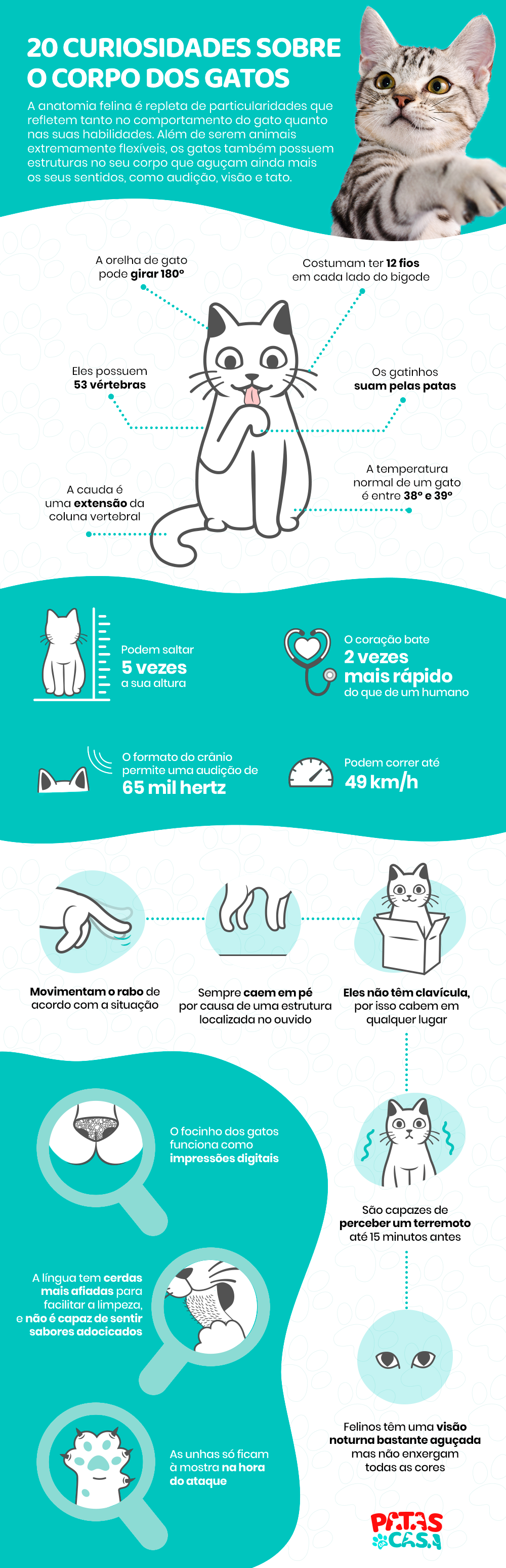infográfico sobre anatomia do gato