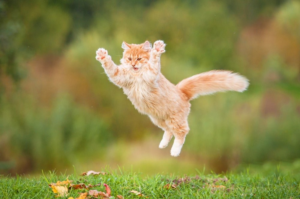 anatomia do gato: gato pulando