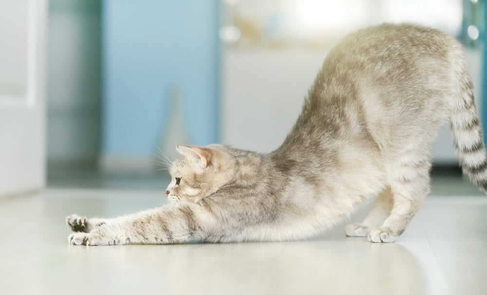 anatomia do gato: gato esticando coluna