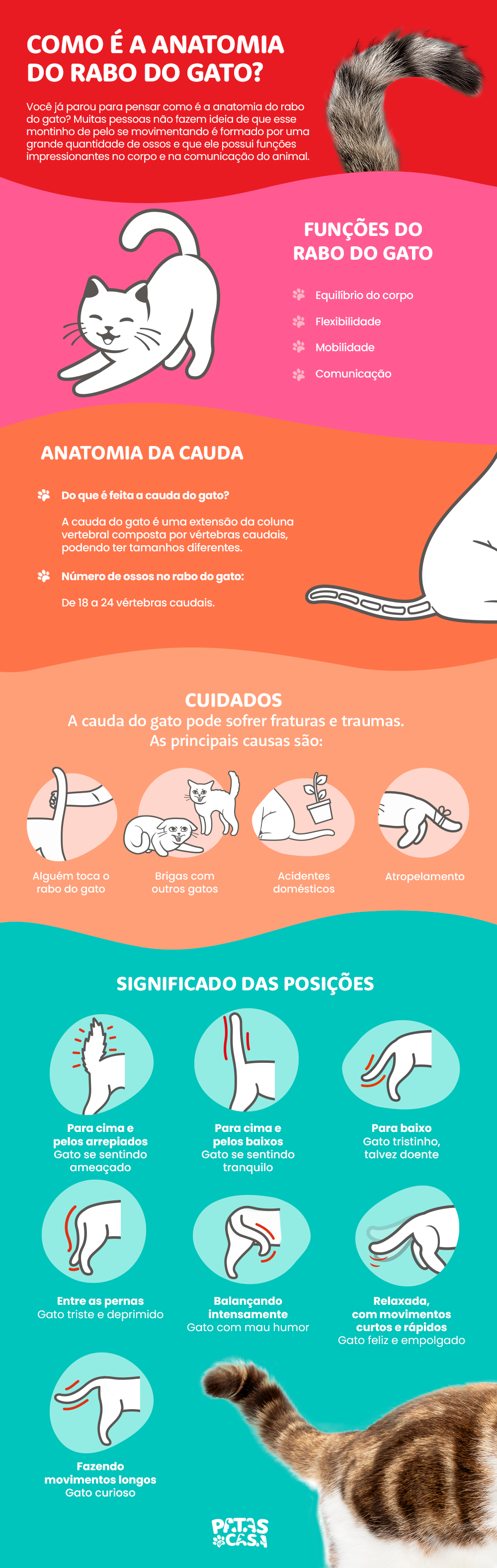 infográfico sobre anatomia do rabo do gato