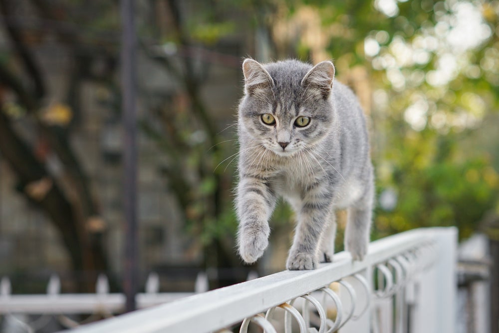 anatomia felina: gato andando em cima de portão