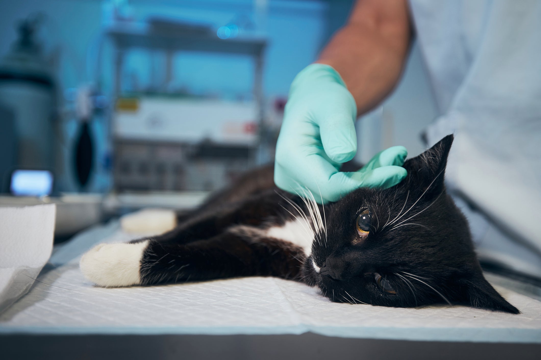 Gato preto e branco deitado no consultório enquanto veterinário o examina