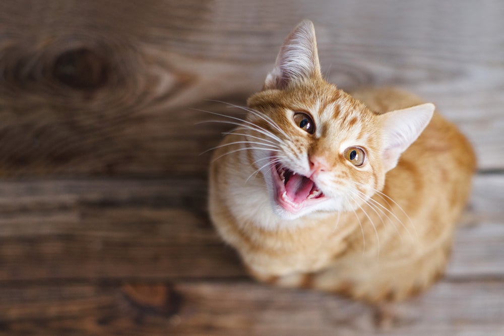 anisocoria em gatos: gato olhando para a câmera com a cabeça levantada