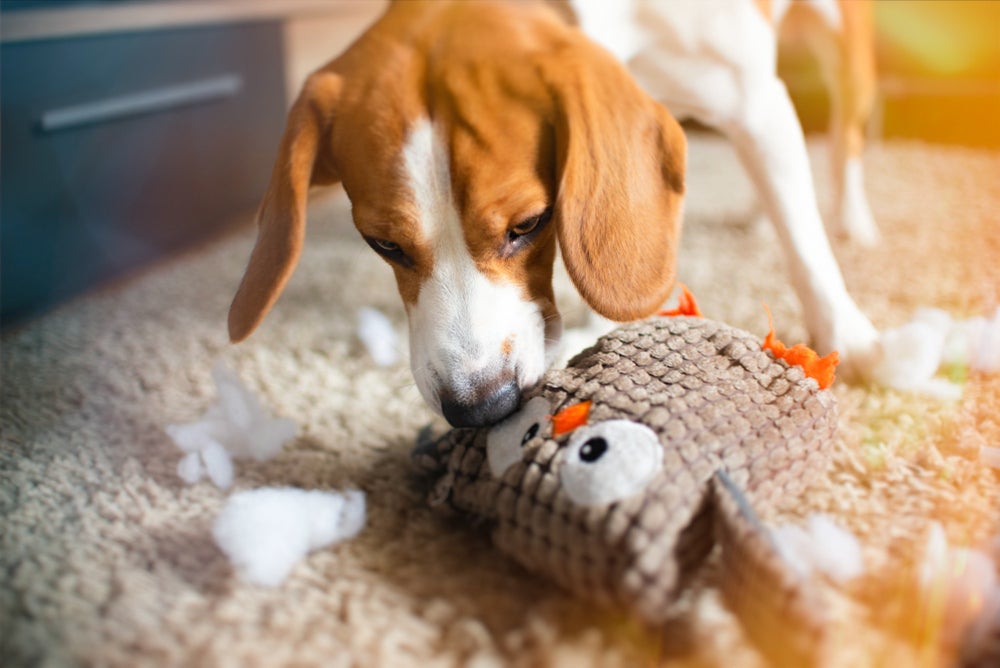 ansiedade de separação de cachorro: cão destruindo brinquedo
