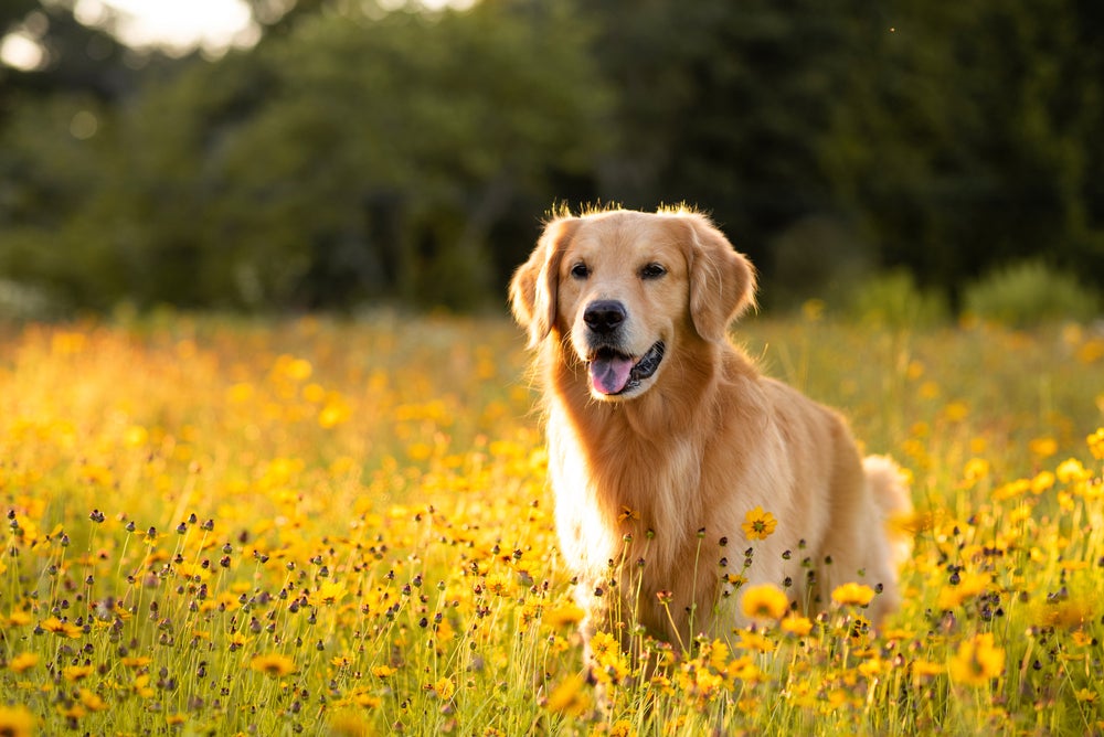 antialérgico para cachorro: cão andando ao redor de flores