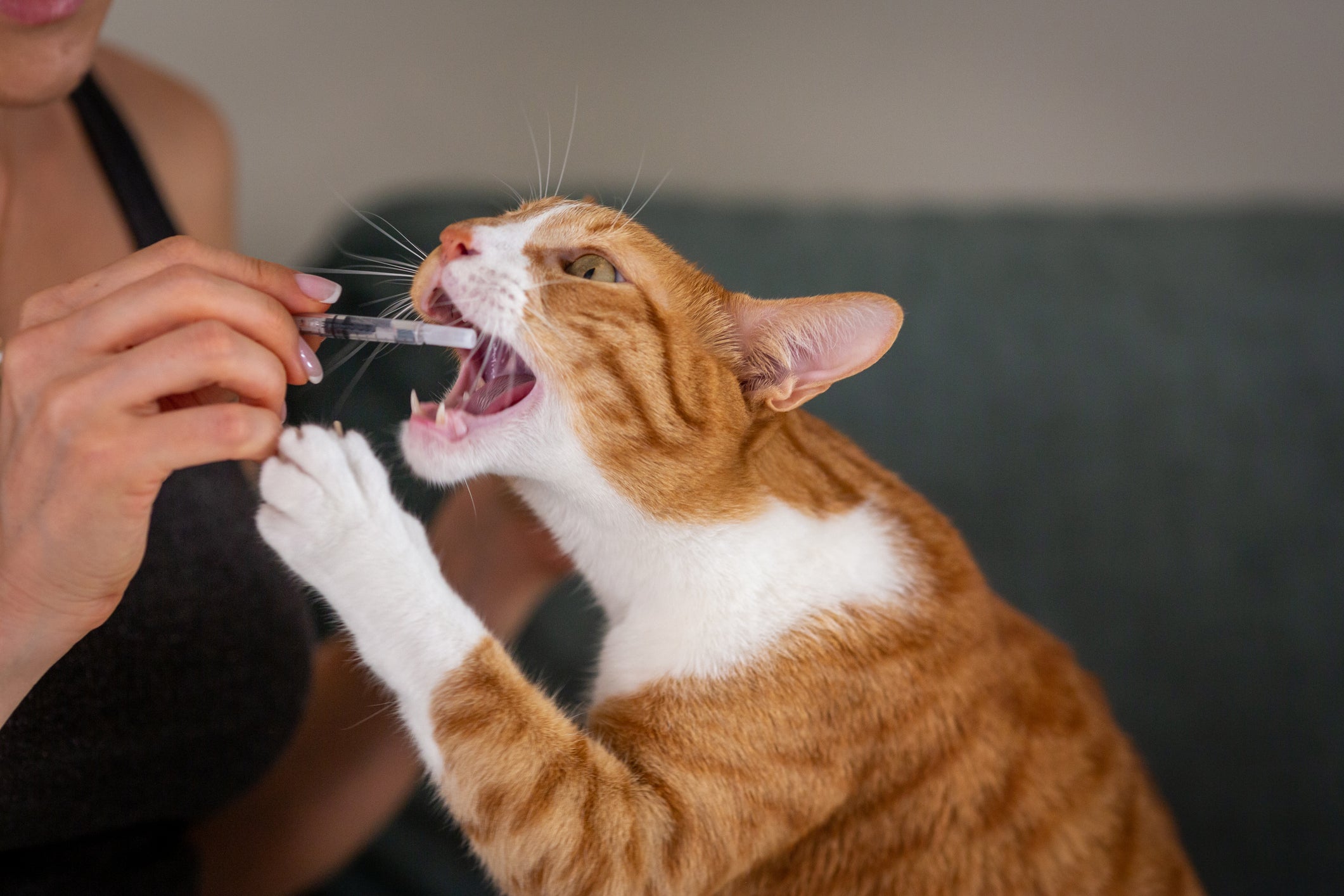 Gato tomando remédio na boca com auxílio de tutora
