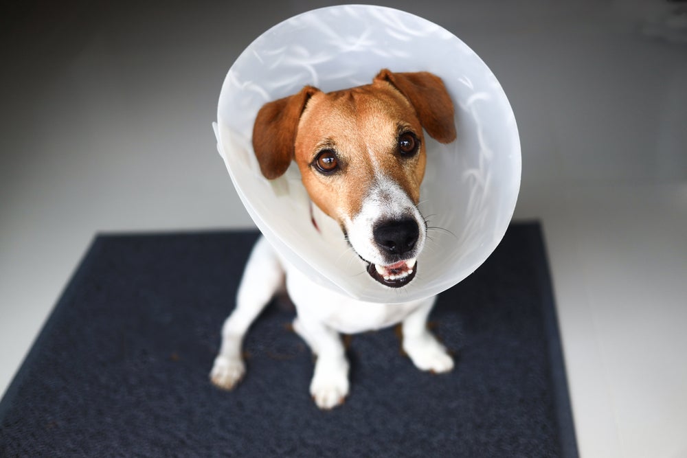 anticoncepcional para cadelas: cachorro com colar elizabetano