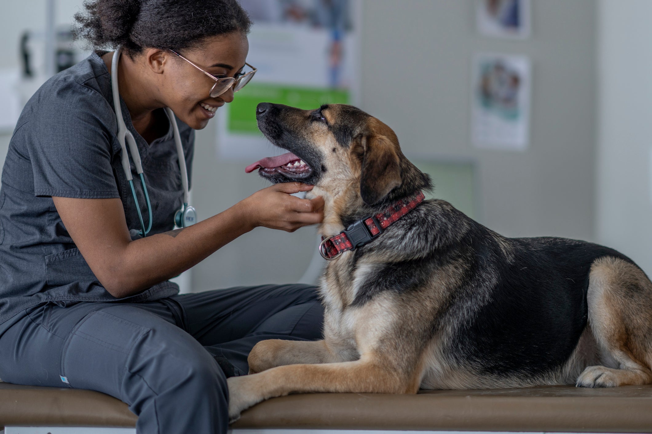 Médica veterinária cuidando de paciente cachorro em clínica 