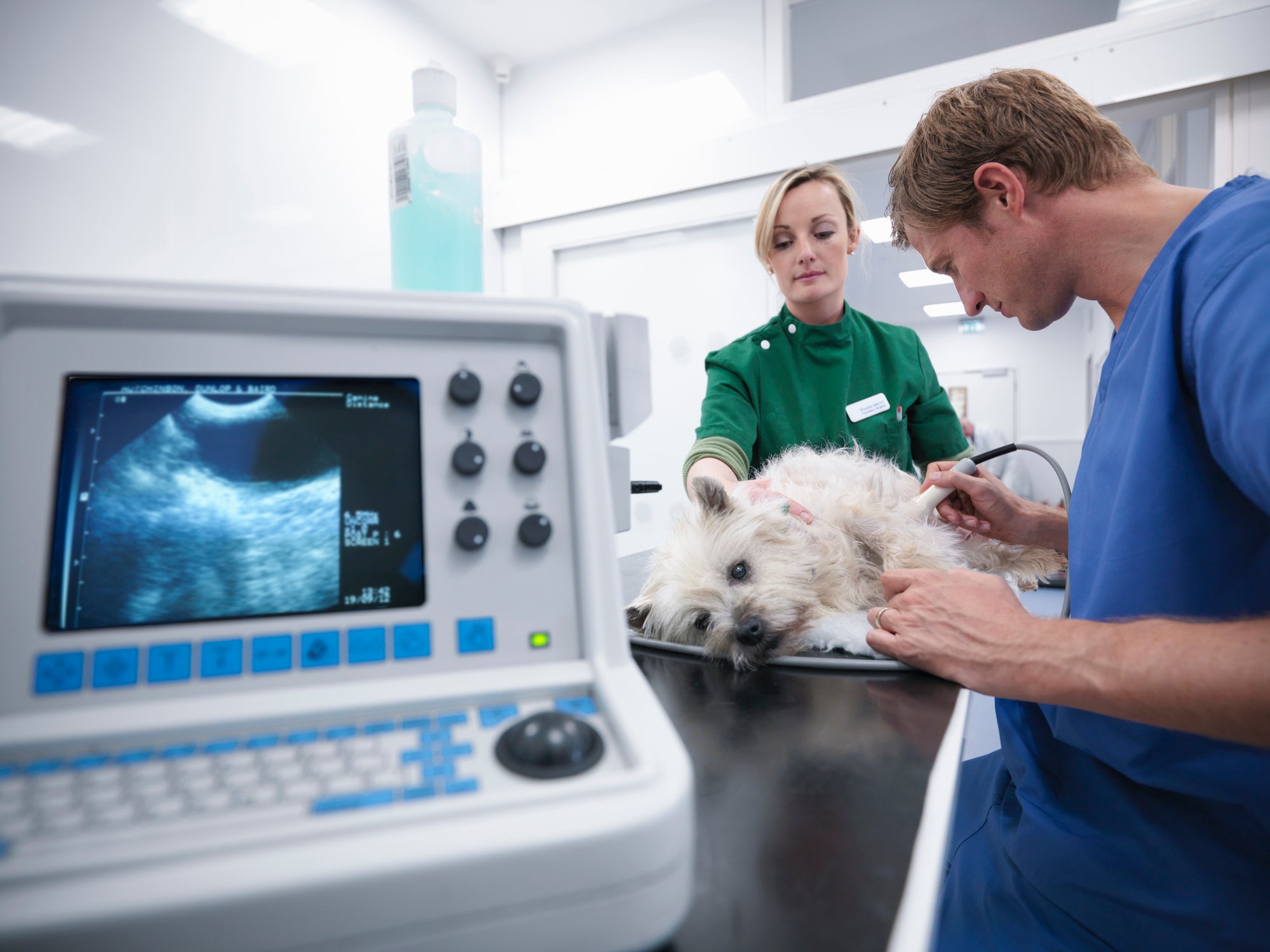 Cachorro em consultório médico; veterinários realizam exame de ultrassonografia no animal