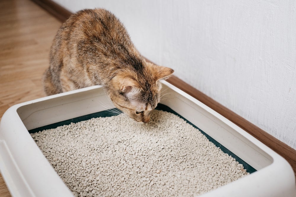 gato olhando a caixa de areia para gatos