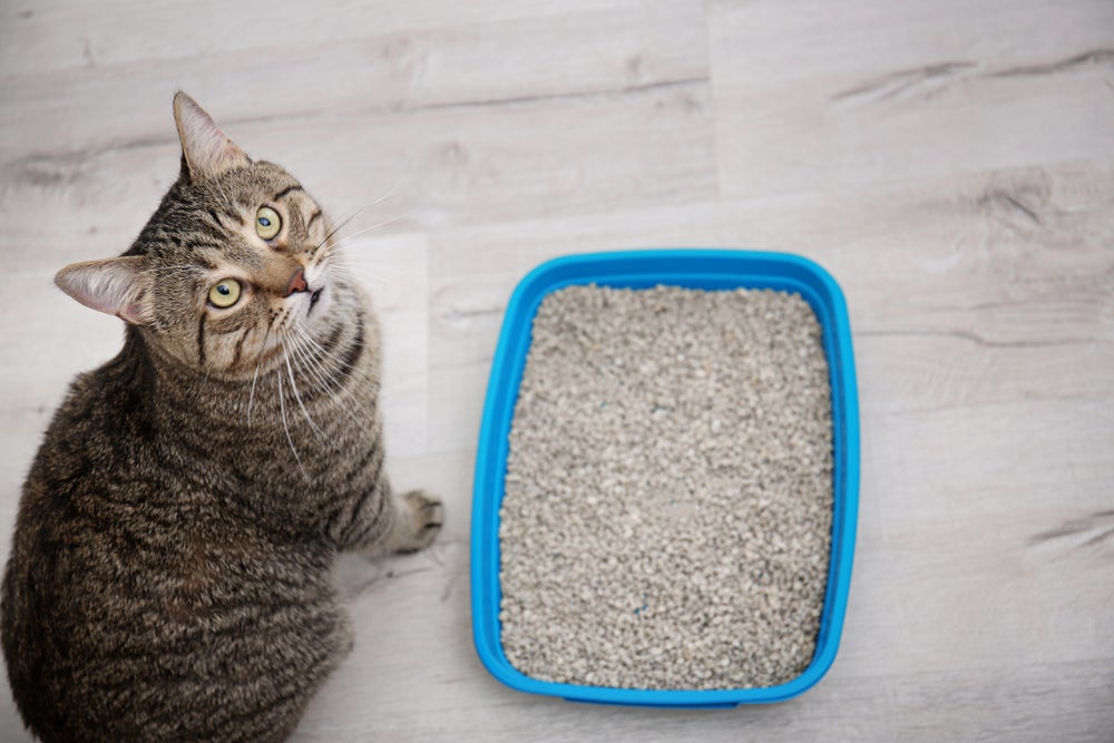 gato ao lado de caixa de areia para gatos