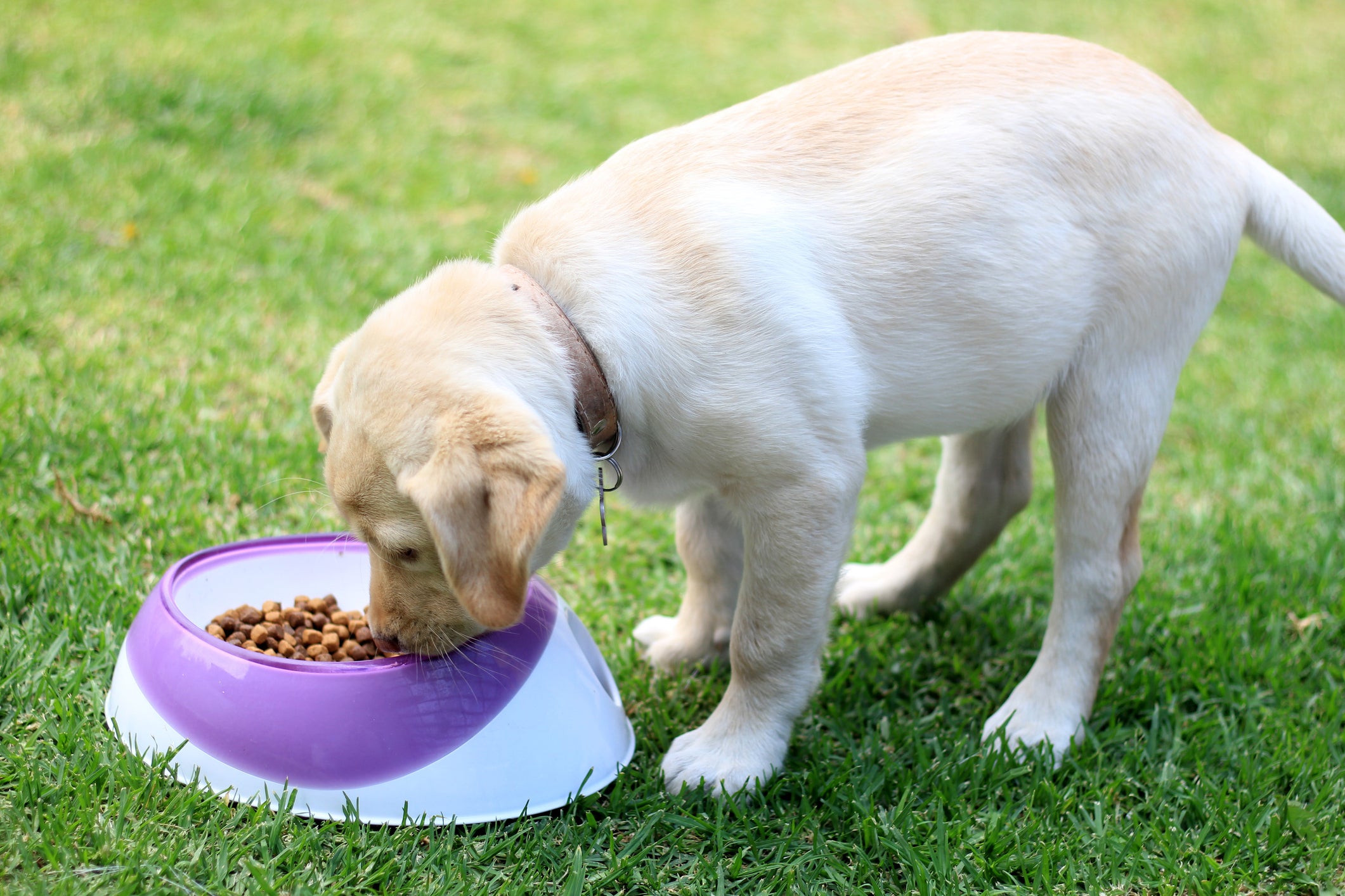 Cão filhote comendo ração em pote em cima de gramado