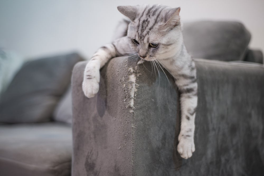 arranhador de sofá: gato arranhando sofá