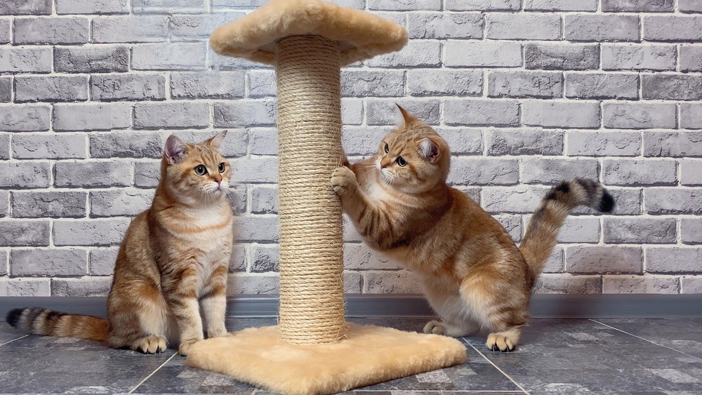 dois gatos brincando com arranhador para gatos