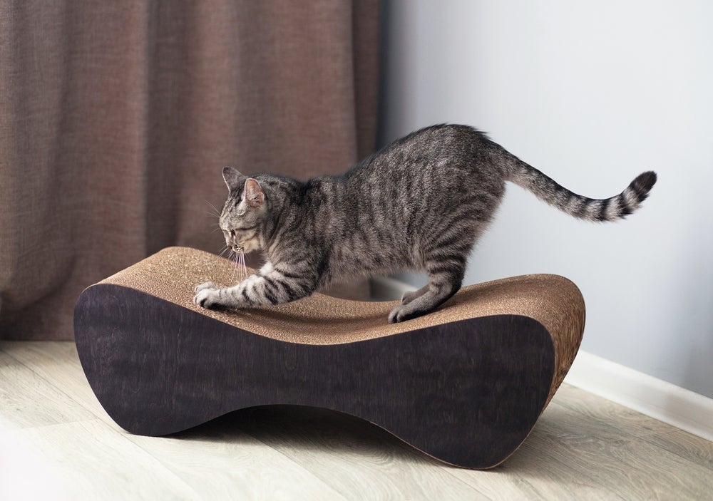 gato usando arranhador para gatos horizontal