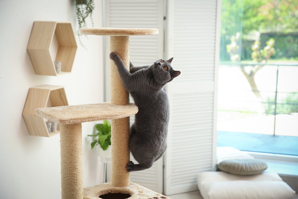 gato usando arranhador para gatos