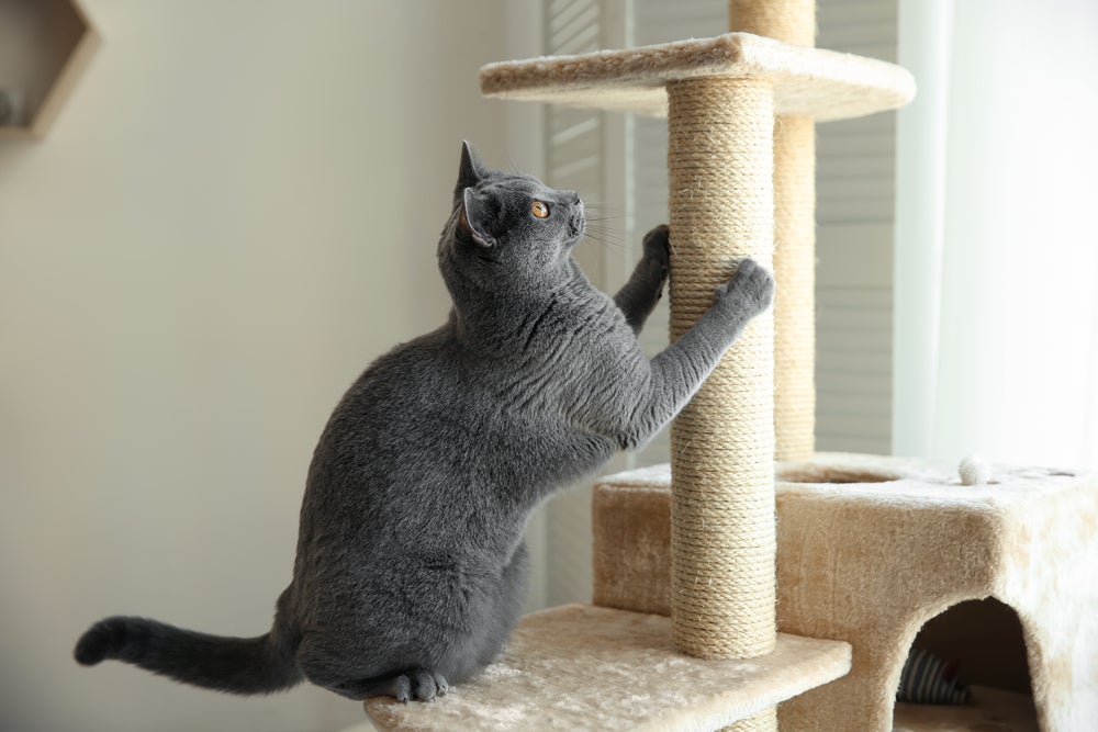 gato brincando com arranhador para gatos