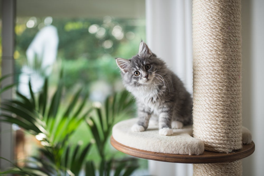 arranhador para gatos: gato usando arranhador