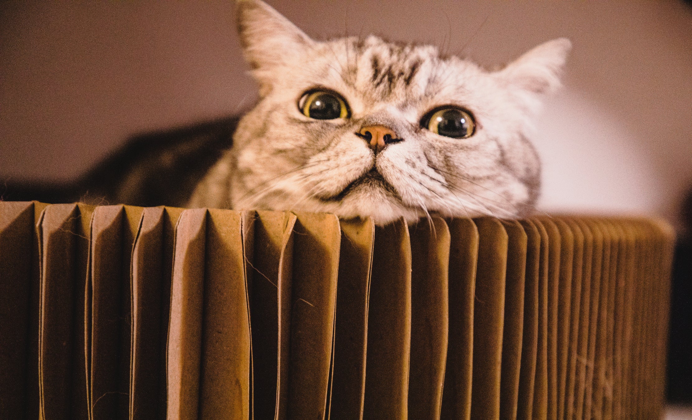 Gato cinza dentro de papelão