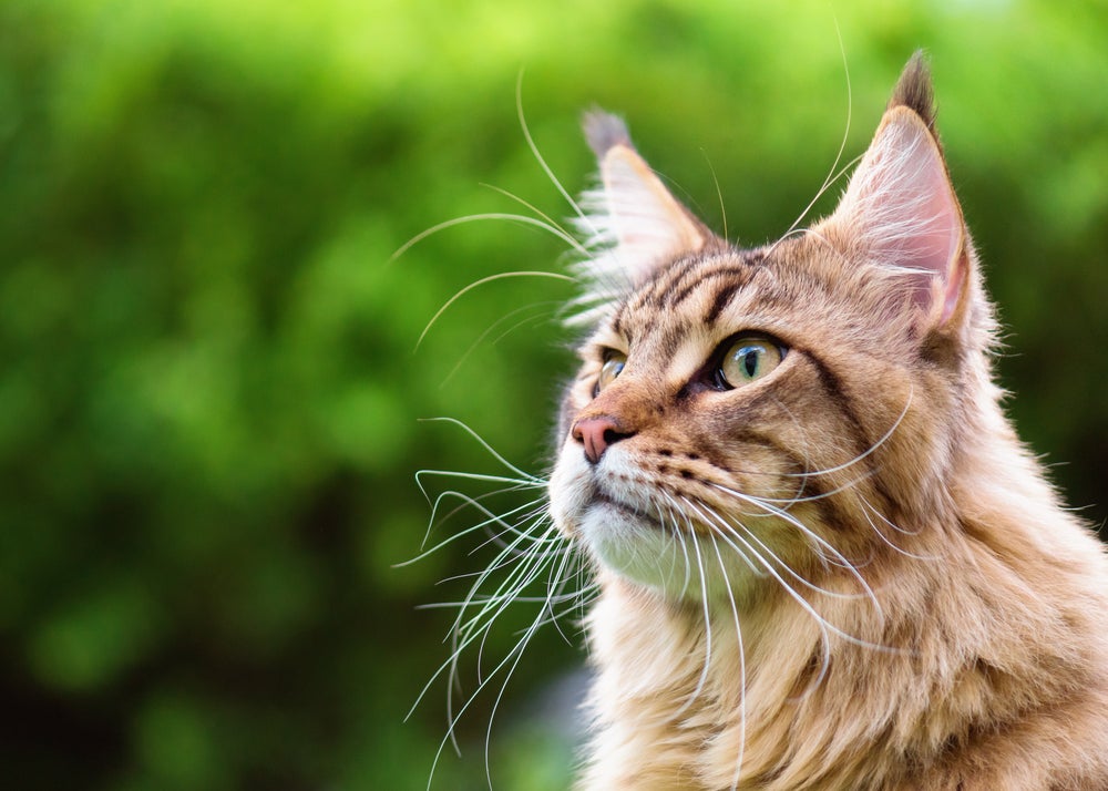 audição do gato: orelhas do gato