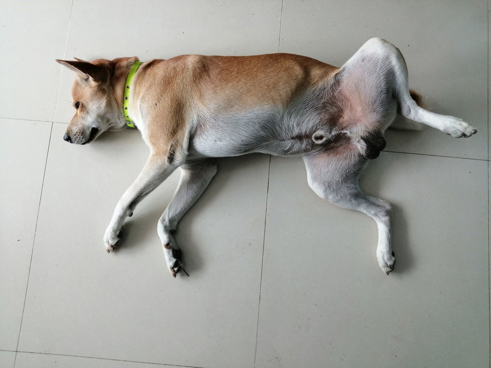 balanopostite canina: cachorro deitado se lambendo