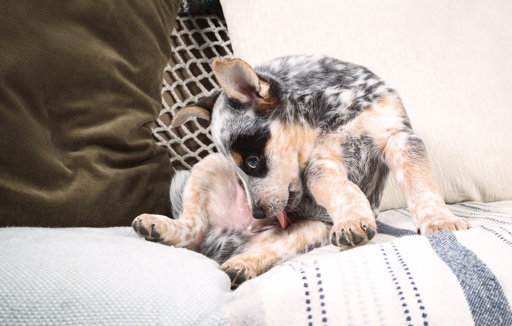 balanopostite canina: cachorro se lambendo