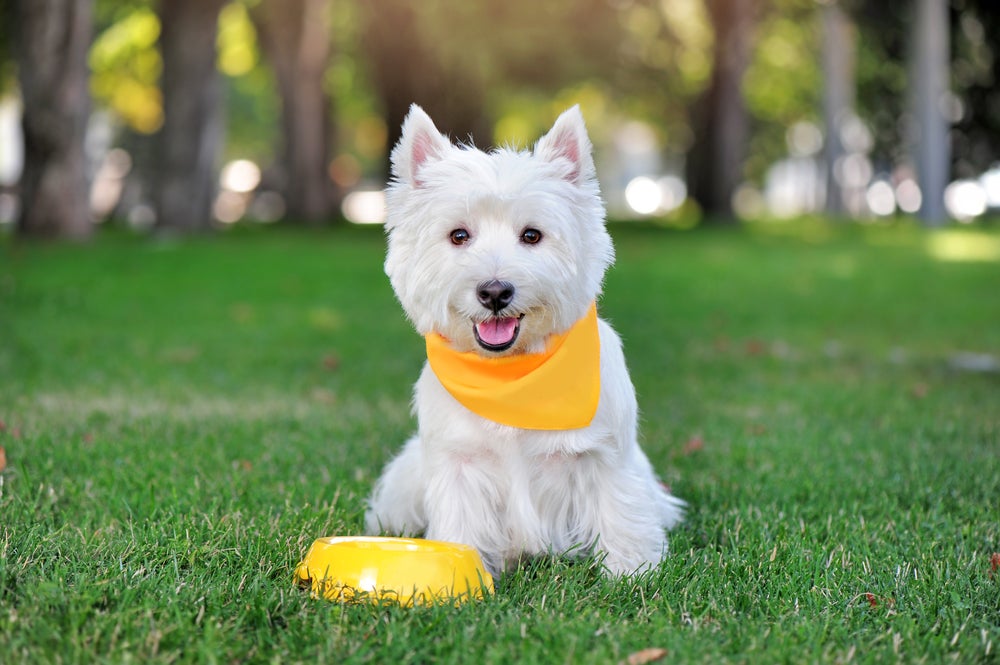 cachorro usando bandana para cachorro