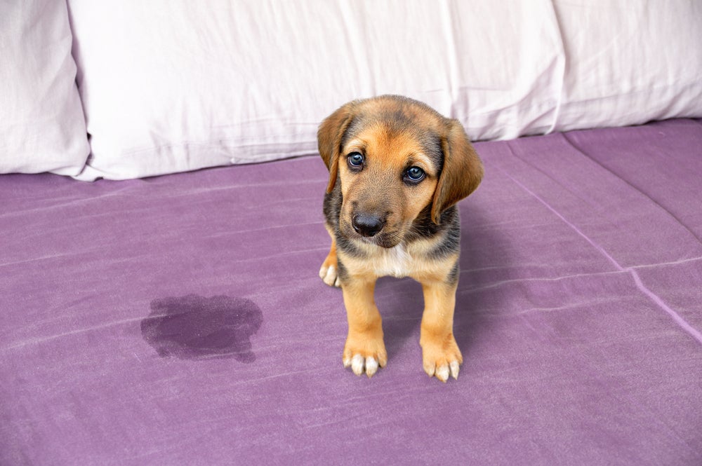 cachorro fazendo xixi na cama