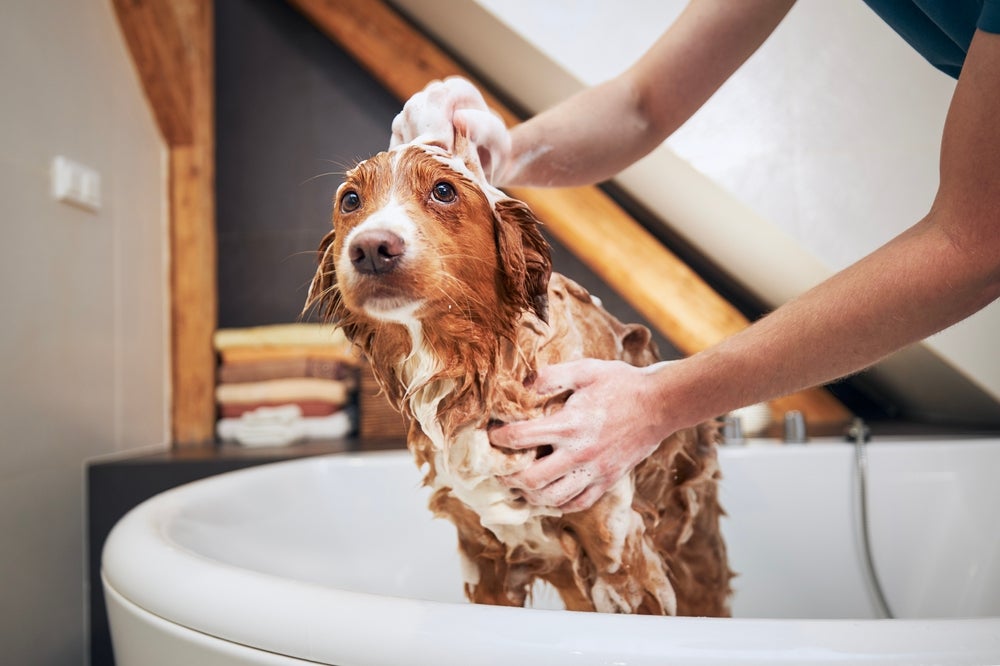banho de cachorro: cão tomando banho