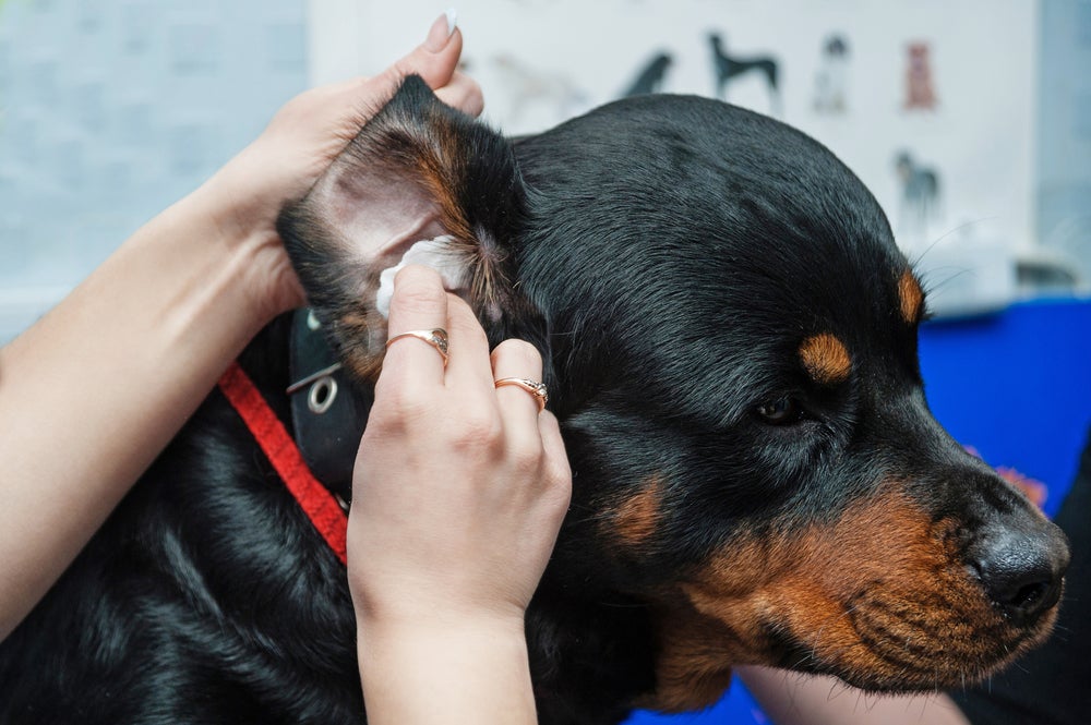 banho de cachorro: pessoa colocando algodão no ouvido do cão