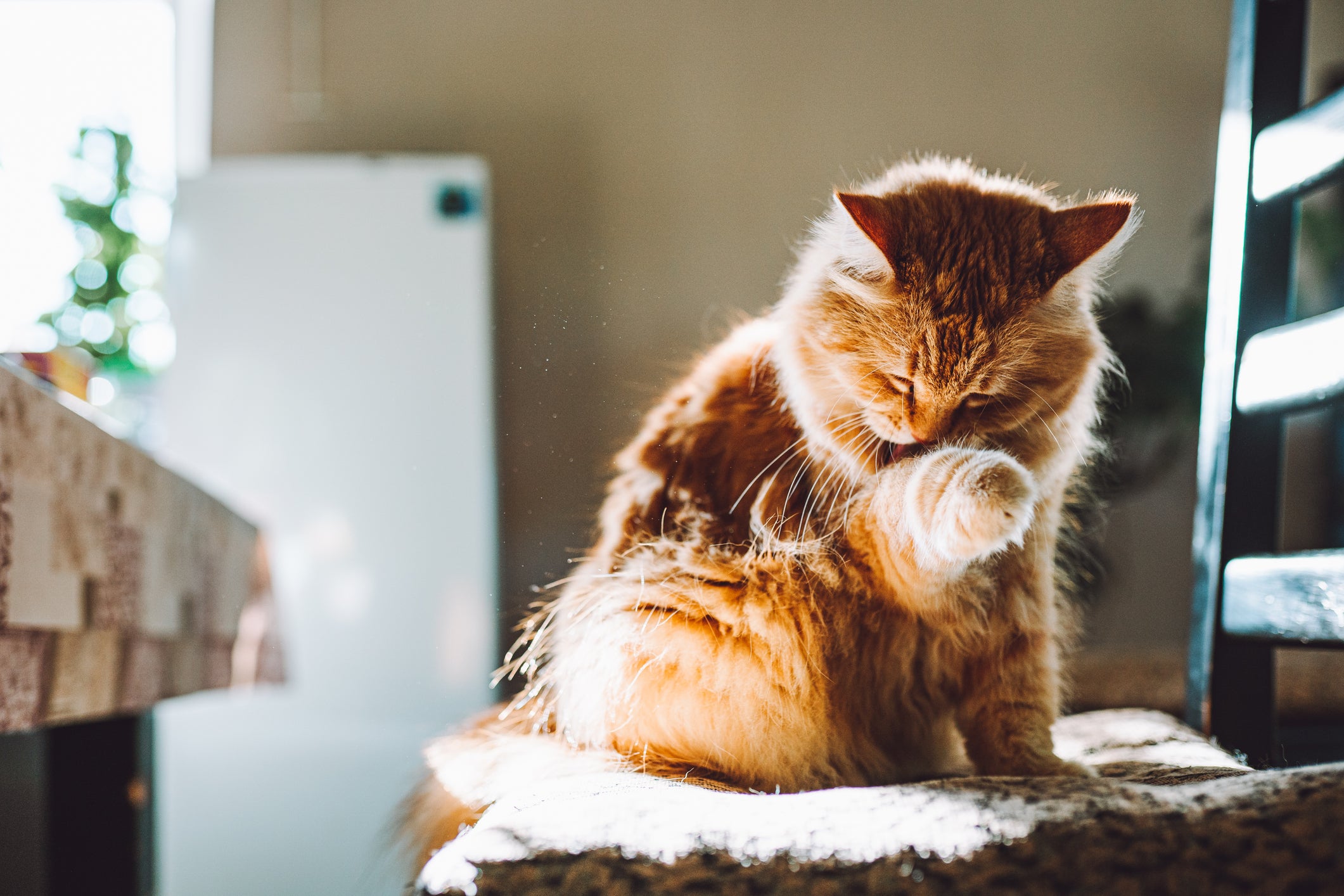 Gato laranja se lambendo em cima de cadeira