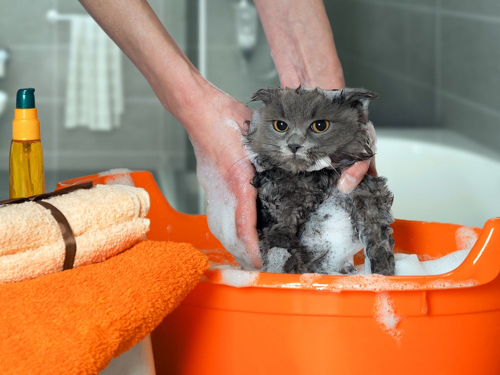filhote de gato tomando banho