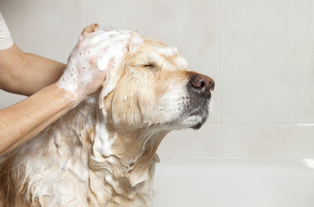 pessoa dando banho em cachorro