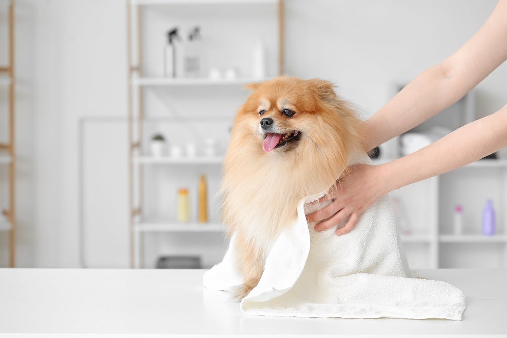 banho em cachorro: lulu da pomerânia secando na toalha após o banho