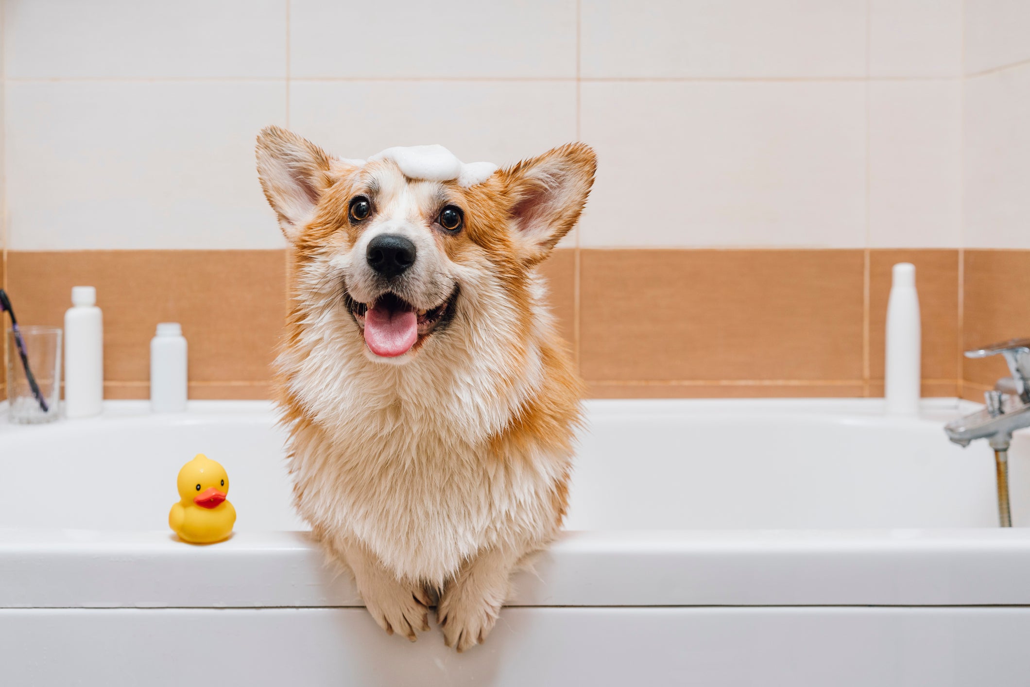 Cãozinho tomando banho em banheira com espuma na cabeça e patinho de brinquedo ao lado