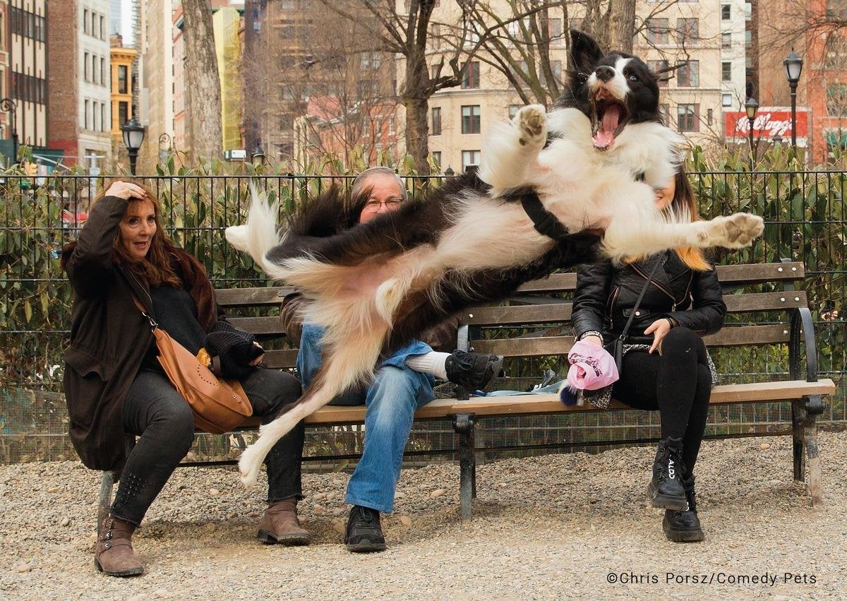 cachorro em nova york pulando