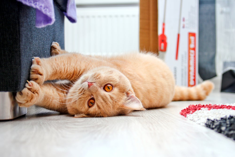 bartonelose felina: gato arranhando sofá
