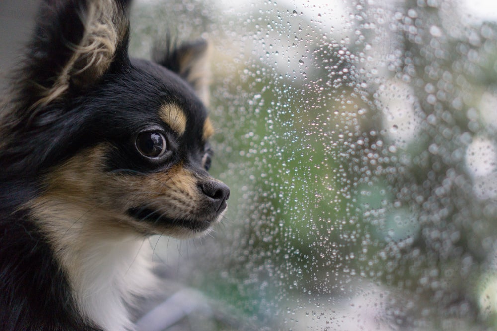 barulho que cachorro não gosta: cachorro com medo