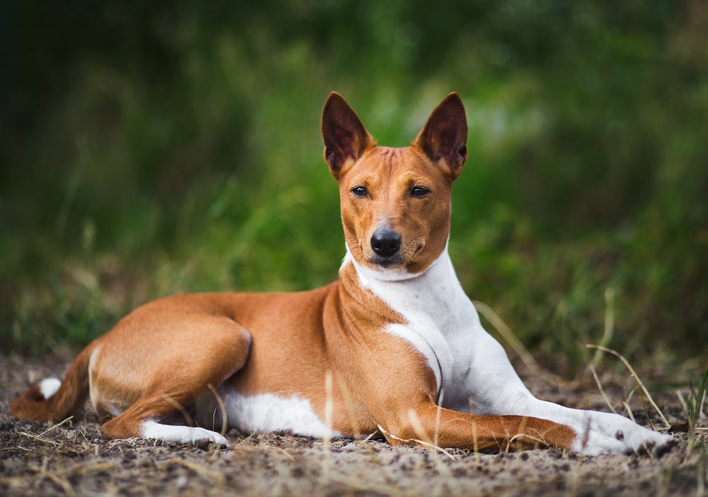 cachorro basenji na grama