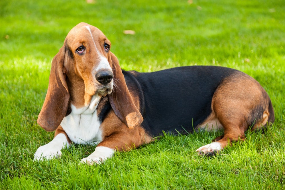 cachorro basset hound