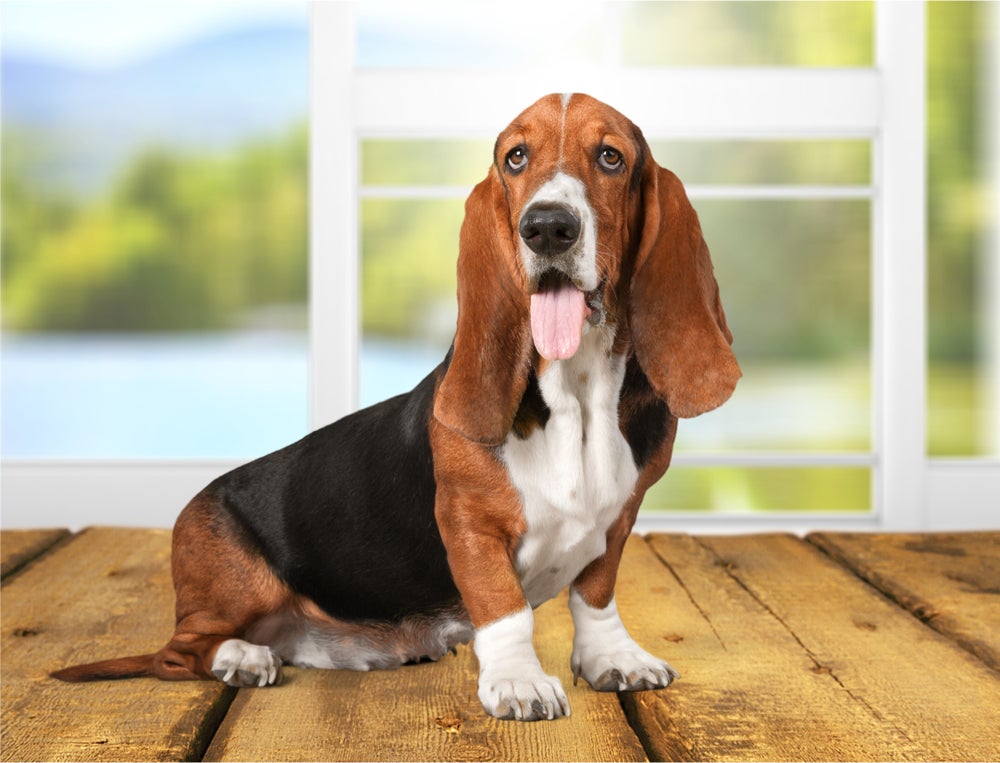 cachorro basset hound em casa