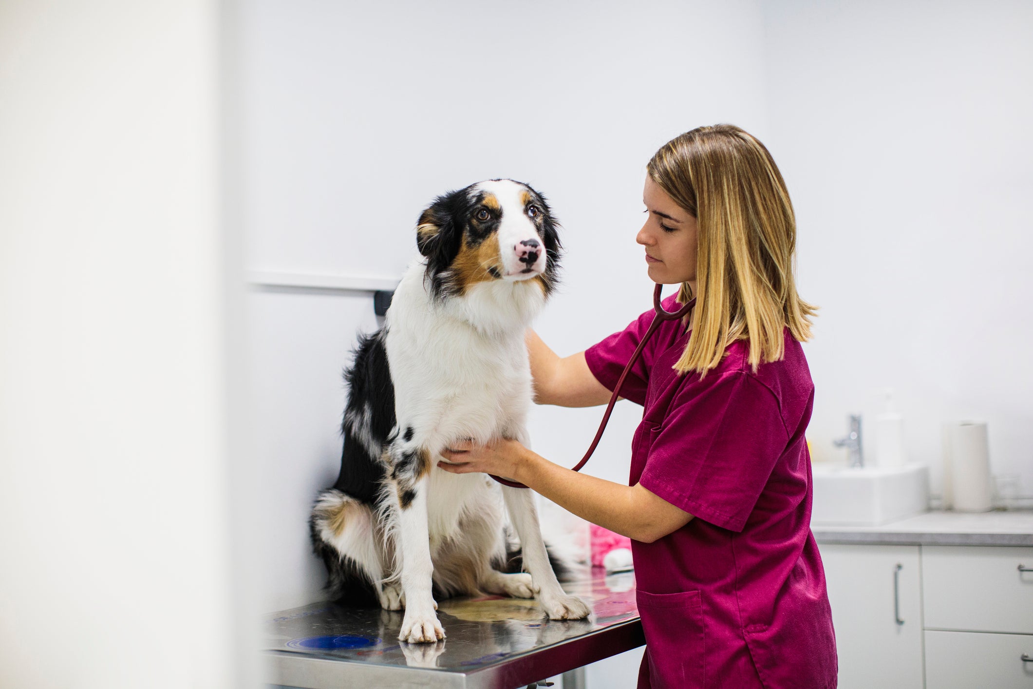 Cachorro em consultório sendo examinado por veterinária