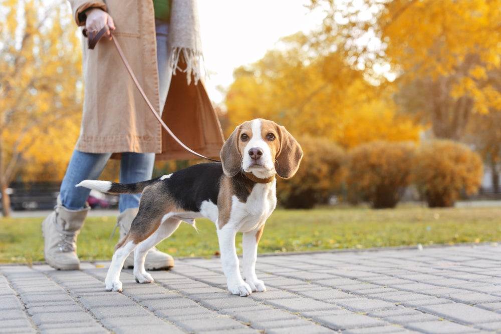 cachorro beagle passeando com a dona