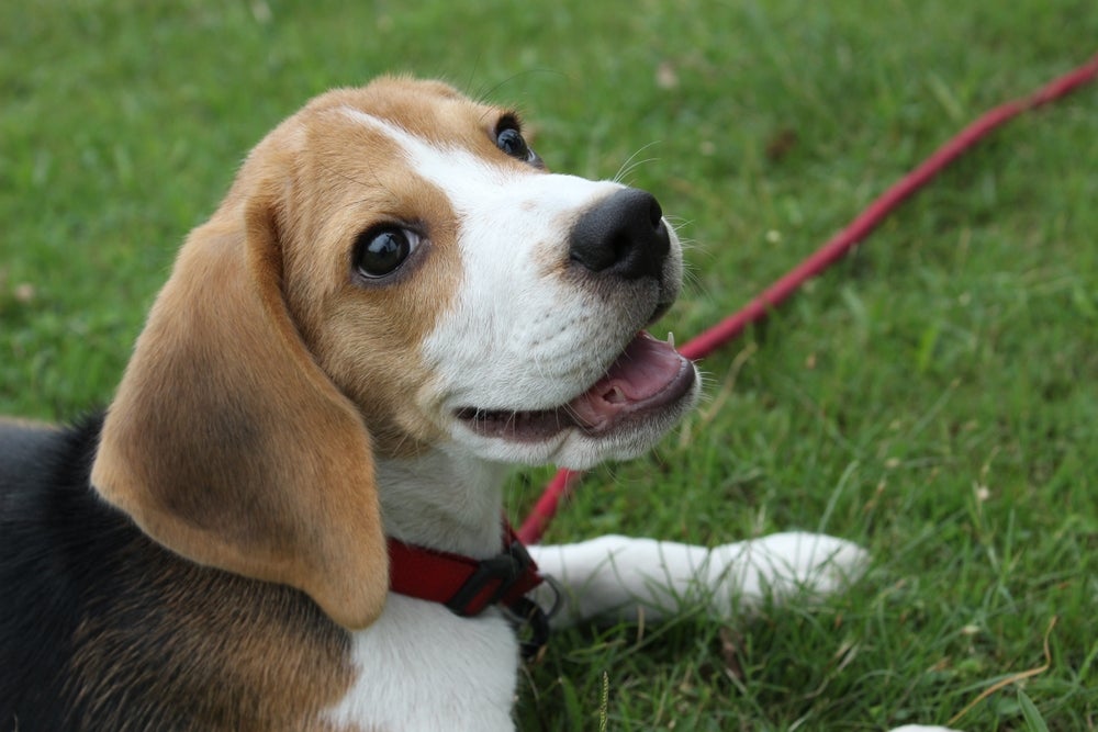 cachorro beagle olhando para a câmera