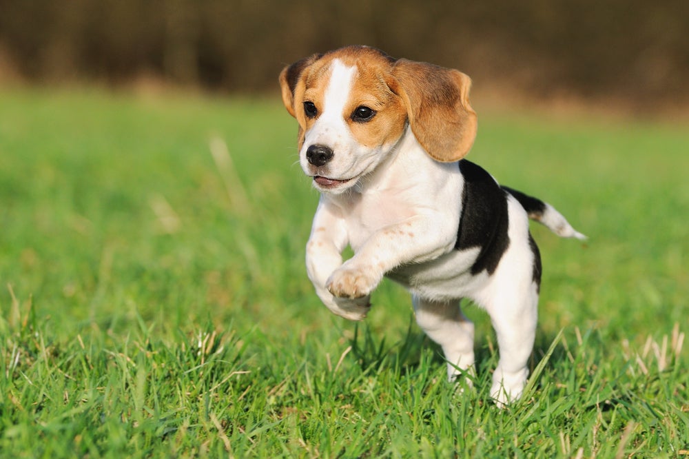 cachorro beagle pulando