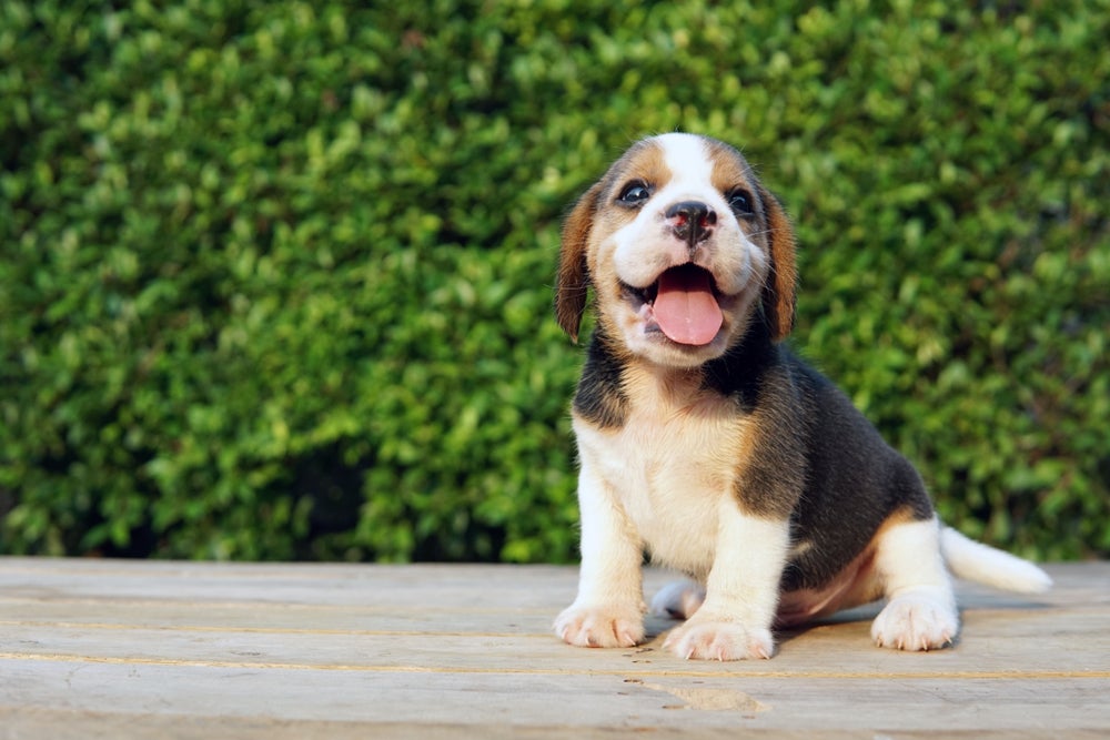 cachorro beagle sorrindo